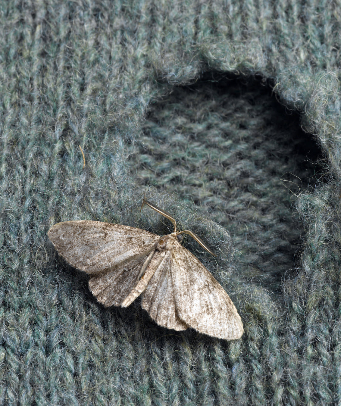 Darning Moth Hole Repair Mending Service for Wool Jumpers – ROVE Knitwear
